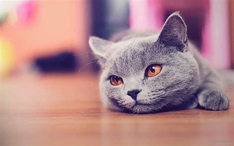 Cute Cat Backgrounds Wallpaper Cave