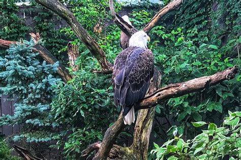 Visiting The Pittsburgh National Aviary With Kids Toddling Traveler