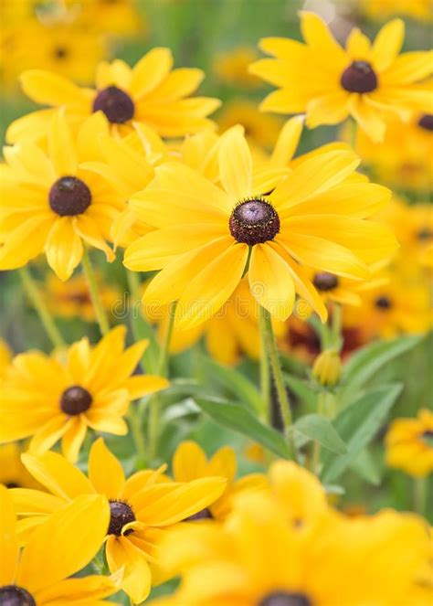 Vibrant Yellow Black Eyed Susan Flowers Blooming In Summer Garden