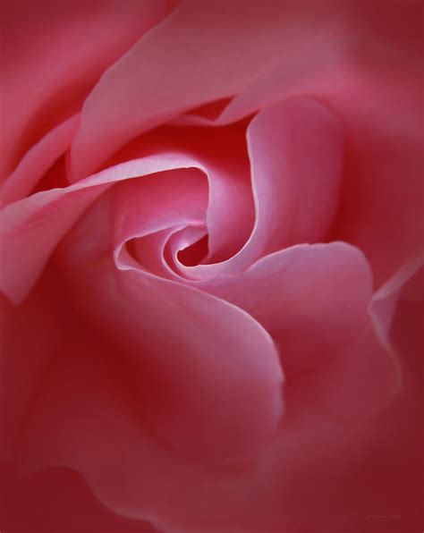 Secrets Pink Rose Abstract Photograph By Jennie Marie Schell Fine Art