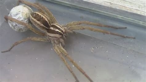 Wolf Spider With Egg Sac Before And After Hatching Youtube