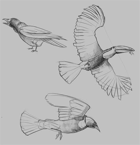 Bird Studies By Acrazymind On Deviantart