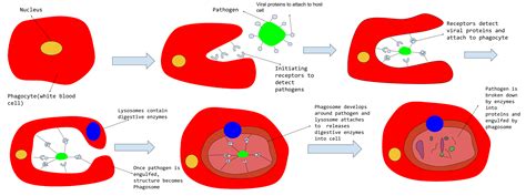Phagocytosis Proteins Creative Biomart