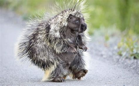 Porcupines Are The Most Adorable Creatures 😍 Reyebleach