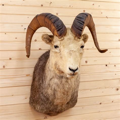 Stone Sheep Taxidermy Mount Cs6080 Safariworks Decor