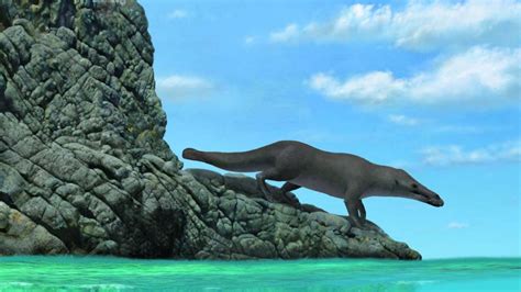 Ancient Four Legged Whale From Peru Walked On Land Swam In Sea The