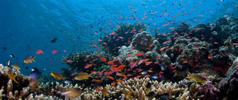 Visitors' wtp for the preservation of pulau redang and pulau payar marine parks was also examined by yacob et al. Pulau Payar Marine Park Snorkeling Tour | Wildlife Tours ...