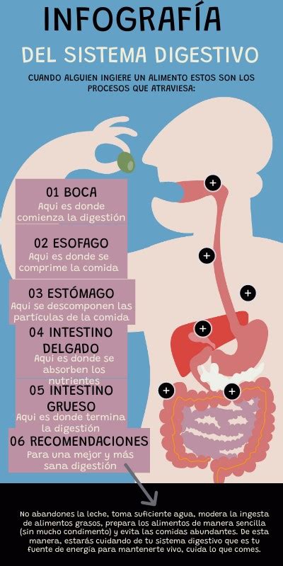 Infografía Del Sistema Digestivo