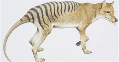 Tasmanian Tigers Mysterious Die Off Explained