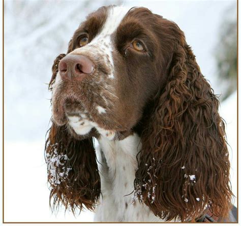 Springer Spaniel | English springer spaniel, Springer spaniel, Best dog