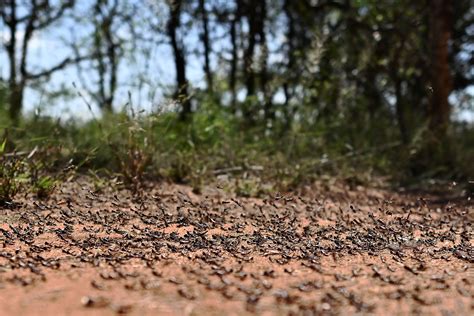 Unbelievably Large Swarm Of Locusts Threatens Middle East The Weather