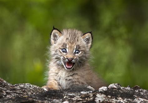 Baby Lynx Photograph By Richard Wear Pixels