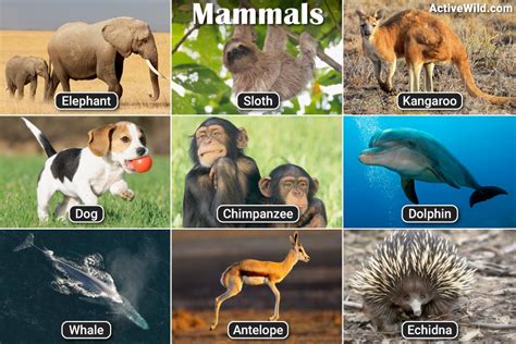 List Of Mammals With Pictures And Facts Examples Of Mammal Species
