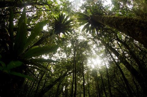 Rainforest Canopy Kerinci Wild Sumatra