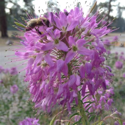Jun 19, 2021 · more seeds are on the way, daugherty said: Rocky Mountain Bee Plant | Project Noah