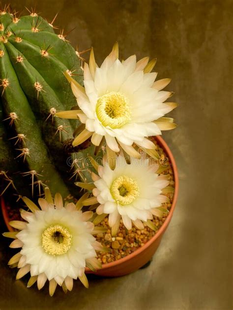 Cereus is a genus of 34 officially accepted species of large columnar cacti native to south america. A Cactus Is A Member Of The Plant Family Cactaceae Stock ...