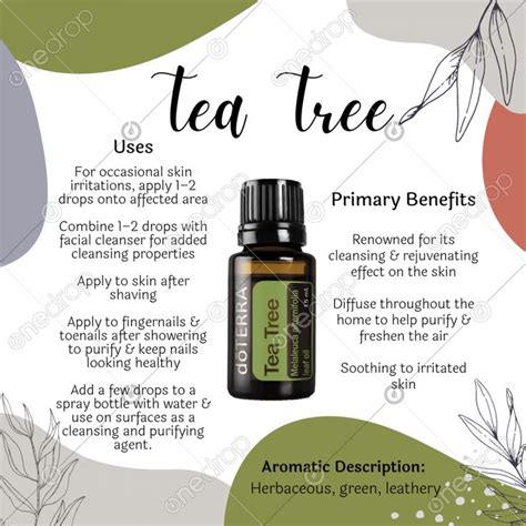 Tea Tree Essential Oil Benefits Geranium Essential Oil Essential Oil