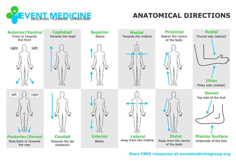 Anatomy Directional Terms Quiz Pdf