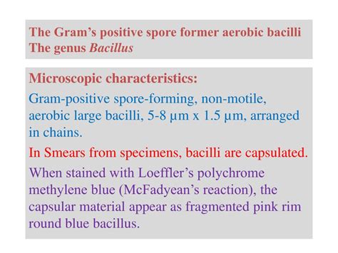 Ppt The Grams Positive Spore Former Aerobic Bacilli The Genus
