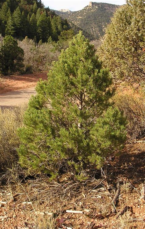 Pinon Pine Tree Pinus Cembroides Backyard Plan Ground Cover Shade