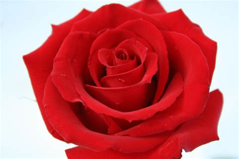 Free Red Rose Download Free Red Rose Png Images Free Cliparts On