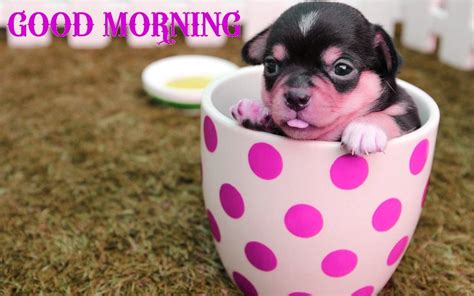 Good Morning Wishes With Dogs Pictures Images Page 9