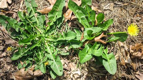 Common Home Lawn Weeds In Maryland University Of Maryland Extension