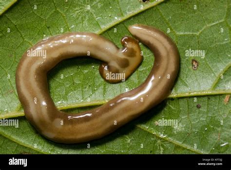 A Terrestrial Planarian Also Called A Flatheaded Or Hammerhead Worm