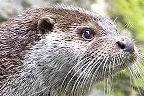 Otters Are Elusive But They Do Leave Traces Behind Independentie