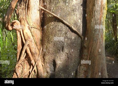 Rata Tree Climbing On Host Paparoa National Park West Coast South