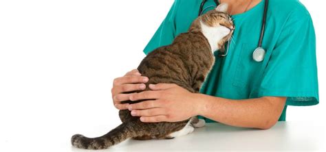 Castration Of Cats And Sterilization Of Cats
