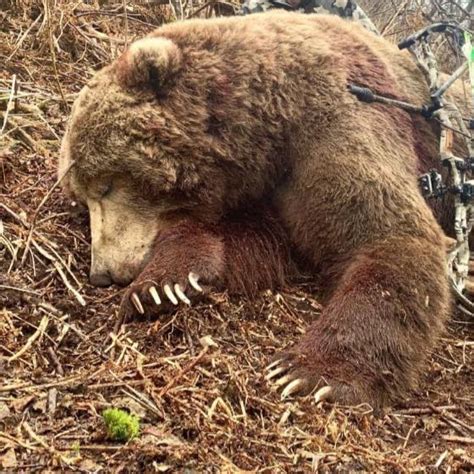 The Real Sitka Bear Report Problem Bears Posts Facebook