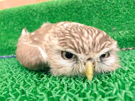 なにこの癒し！超絶かわいいフクロウの寝姿が話題に 美しい動物 ペットの鳥 ペット