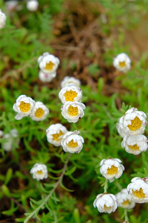 Flower Rodanthe Plant Free Photo On Pixabay