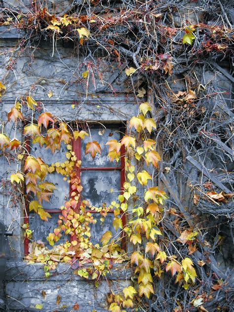 Autumn Window Free Photo Download Freeimages
