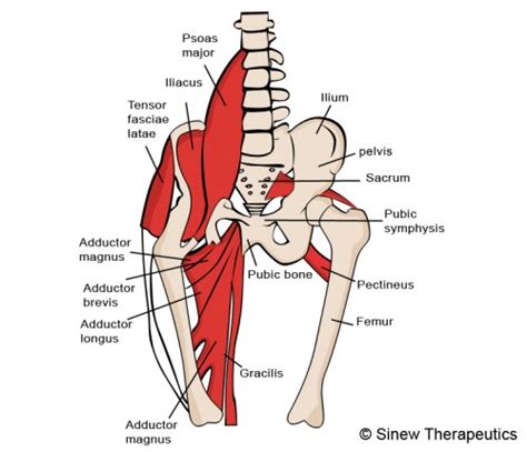 This article will introduce the muscles in each group and touch on their origin, insertion, function, and innervation. Groin Pulled Strained Information - Sinew Therapeutics