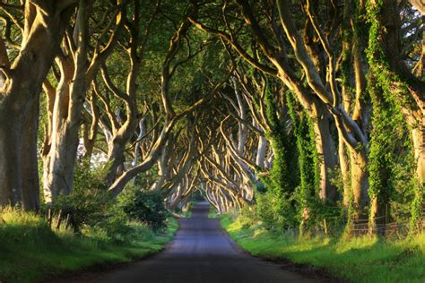 Uno De Los Túneles De árboles Más Bonitos Del Mundo The Dark Hedges