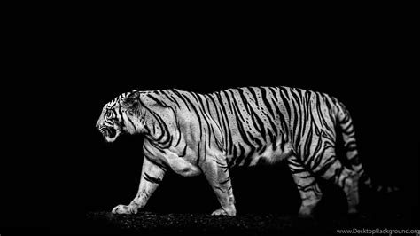 Black Tiger Android Wallpapers Wallpaper Cave