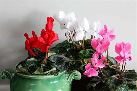 Cyclamen Care How To Grow Indoor Cyclamen House Of Hawthornes