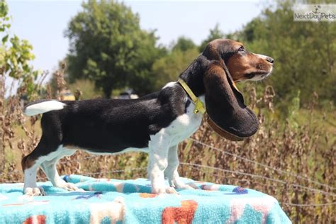 Puppyfinder.com is your source for finding an ideal basset hound puppy for sale in usa. Basset Hound puppy for sale near Memphis, Tennessee. | ed1e209f-1611