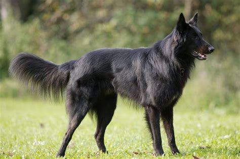 A Large Black Dog Standing On Top Of A Lush Green Field With Trees In
