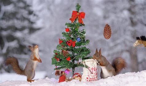 Red Squirrels Examining Miniature Photograph By Geert Weggen Pixels