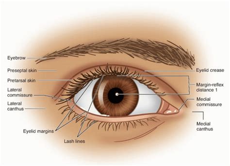 Functional And Surgical Anatomy Of The Eyelids Ento Key