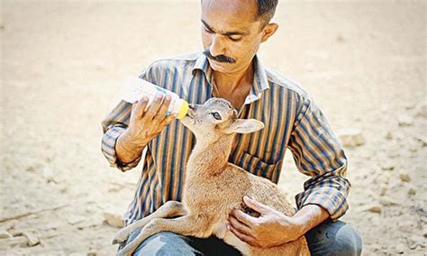 Orphaned Mouflon Baby At Safari Park Two Weeks Old Now Pakistan