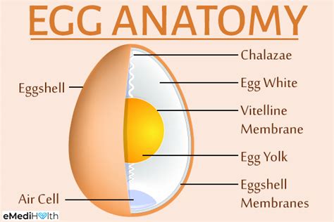 Health Benefits Of Eggs Do You Gain Weight Eating Eggs