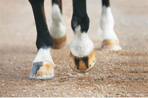 Horse Sense Dealing With A Hoof Abscess