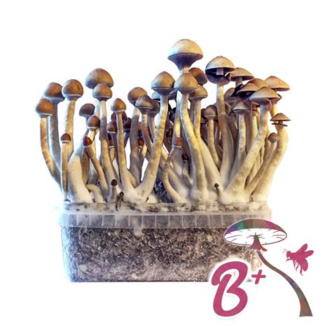 Magic Mushroom Spore Kits
