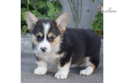 Cody Corgi Pembroke Welsh Puppy For Sale Near Harrisburg