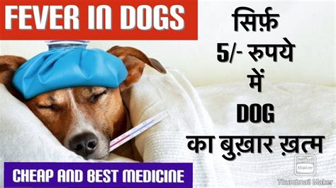 Which Medicine Is Best For Dog Fever