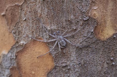 florida flattie selenops submaculosus s crews flickr